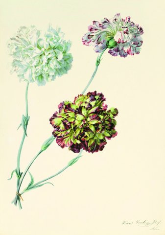 franz xaver gruber nelken